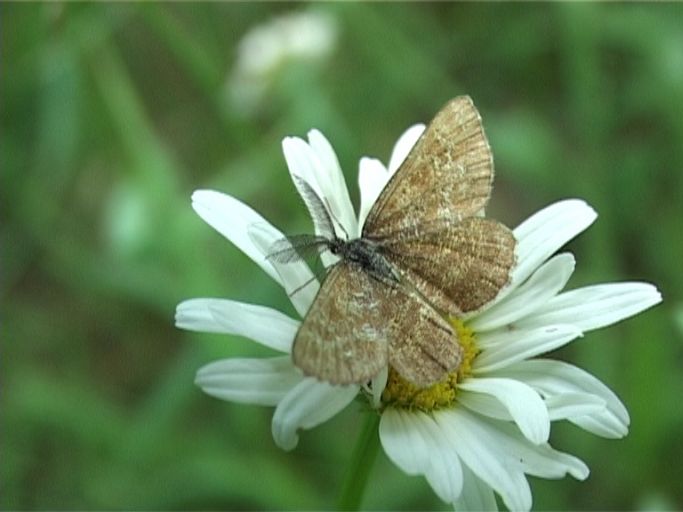 Heidespanner ( Ematurga atomaria ), Männchen : Am Niederrhein, Biotop, 18.05.2007